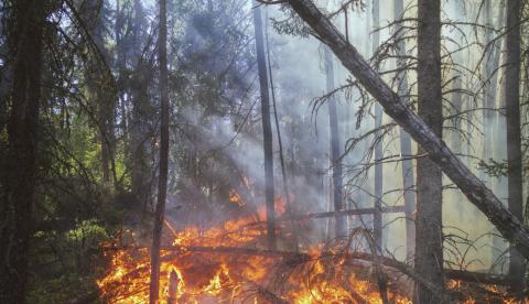 Ocorrências de incêndio em vegetação mais que quadruplicaram em Manaus em 2026