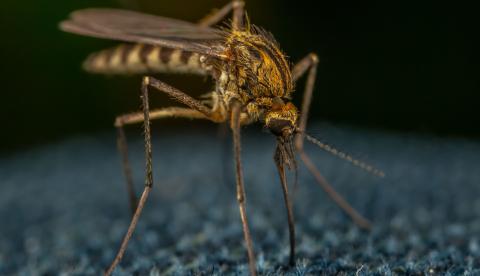 Mosquito: 20 de agosto marca a descoberta de que o inseto transmite a malária