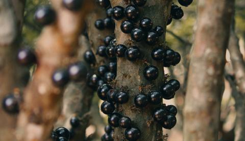 Camu-camu é colhido em áreas de várzea, às margens de rios e lagos da Amazônia