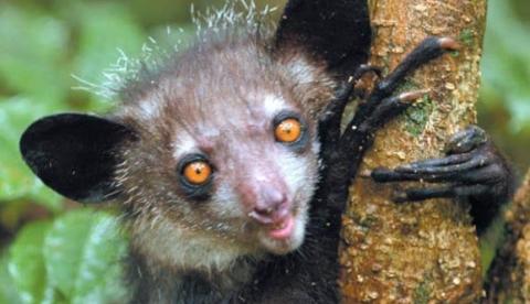 Aie-aie, primata da espécie Daubentonia madagascariensis