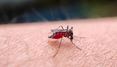 Ação de combate ao mosquito Aedes aegypti (imagem ilustrativa)