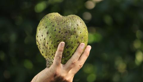 Graviola (Annona muricata): fruta amazônica cercada de mitos sobre cura do câncer