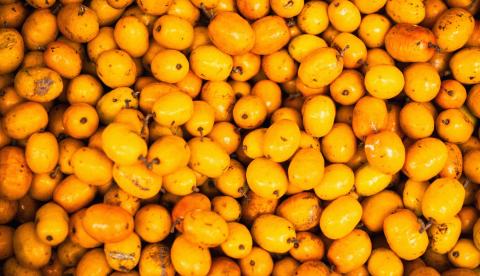 O taperebá (cajá) é um fruto amazônico rico em vitamina C, consumido em sucos, sorvetes e picolés