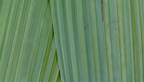 Crajiru: a folha da Amazônia usada para cicatrizar feridas que a ciência começa a testar, mas ainda sem dose seguro definida