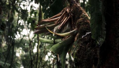 Raiz aromática amazônica é usada como base para óleos essenciais de perfumaria fina (imagem ilustrativa)