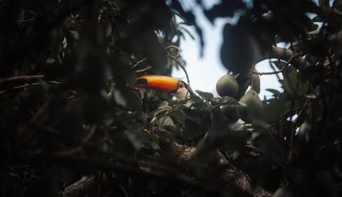 Fruto amazônico: o uxi é rico em polpa oleosa e usado tradicionalmente na culinária e na medicina popular da Amazônia