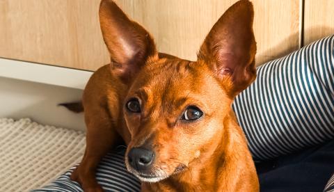 O pinscher é uma das raças de cachorro mais populares nos lares brasileiros