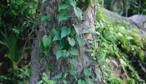A unha-de-gato é um cipó lenhoso típico da floresta amazônica, usado há séculos na medicina tradicional