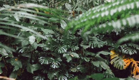 Andiroba é usada há gerações por povos da Amazônia como repelente natural e cicatrizante