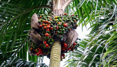Frutos de palmeira amazônica usados na extração de óleo vegetal tradicional
