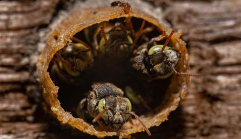 Abelhas nativas sem ferrão são responsáveis pela polinização da maior parte das plantas nativas da Amazônia