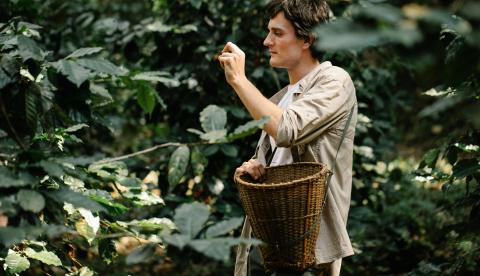 A cafeicultura ganha espaço no interior do Amazonas, com destaque para municípios como Apuí, Humaitá e Rio Preto da Eva.