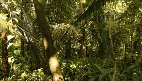A sorveira é encontrada em matas de várzea e terra firme do Amazonas, do alto Rio Negro ao Rio Solimões