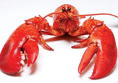 Conheça 6 animais que são praticamente imortais