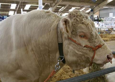 Touro gay pode ser sacrificado por só ter olhos para companheiros machos