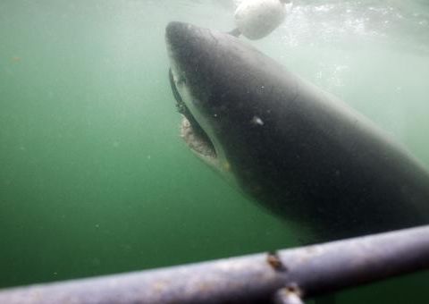 Conheça Katharine, a tubarão-branco com conta no twitter