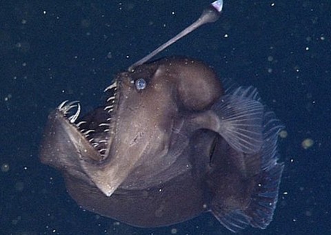 Captadas pela 1ª vez imagens do misterioso diabo negro do mar