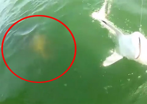 Vídeo mostra quando enorme criatura marinha engole tubarão fisgado