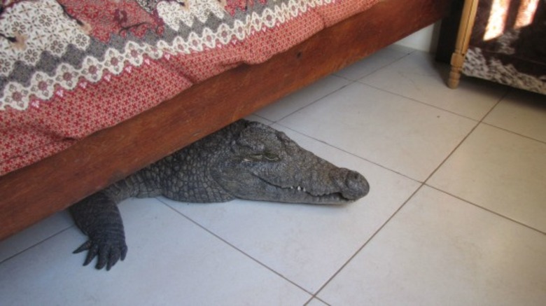Homem encontra jacaré embaixo da sua própria cama ao acordar