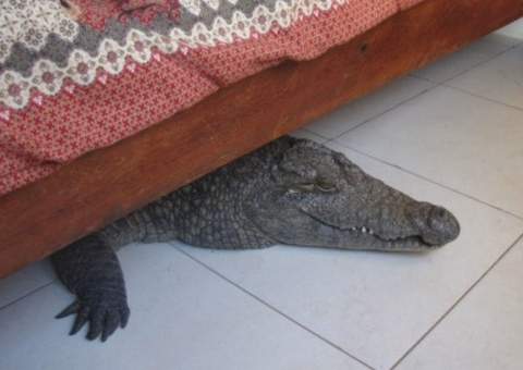Homem encontra jacaré embaixo da sua própria cama ao acordar