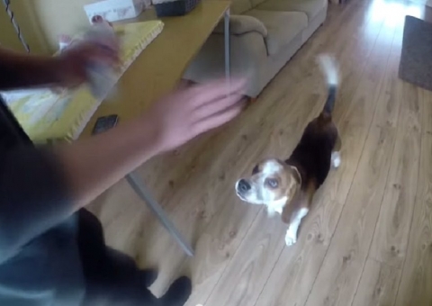  Mãe treina cachorro para ajudar a cuidar de bebê