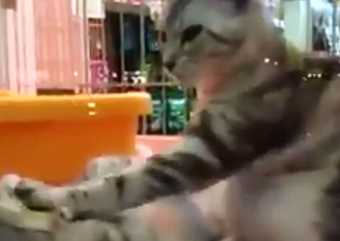 Gato aprende a fazer massagem