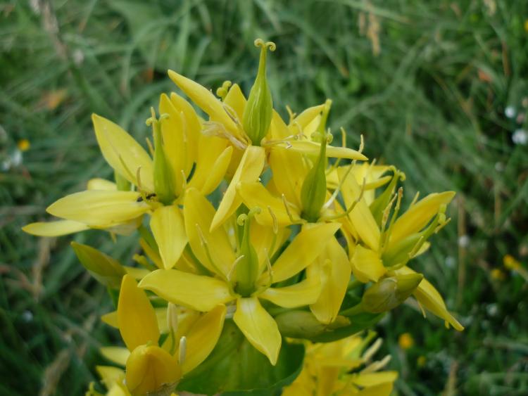 2_gentiana_lutea.jpg