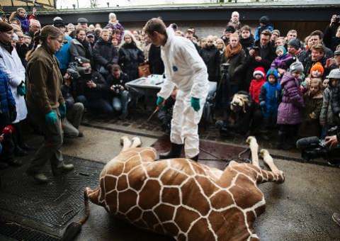 Dinamarqueses rebatem críticas por sacrifício de girafa em zoológico