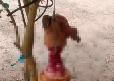 Homem degola cachorro usando uma faca