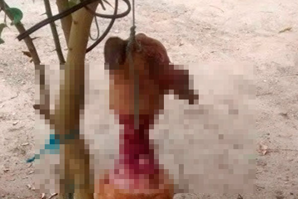 Homem degola cachorro usando uma faca