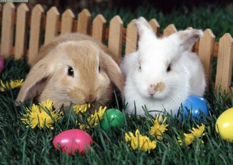  Cantigas de roda e Coelhinho da Páscoa são as atrações para a criançada no Millennium Shopping