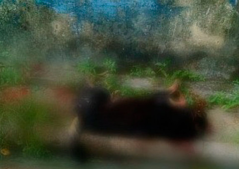 Cachorro é assassinado com 3 tiros em Manaus