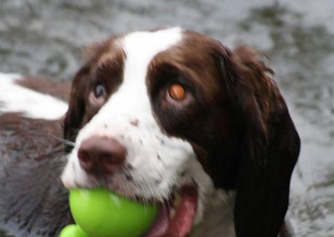 Cão cego surpreende os donos e vira sucesso com os internautas