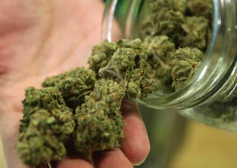 Maconha é a droga mais usada no mundo e heroína, a mais perigosa