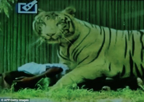 Homem devorado por tigre branco após cair em jaula