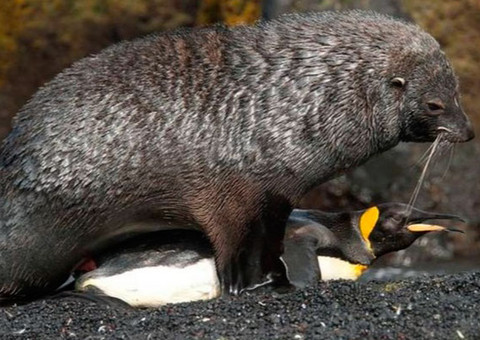 Focas estupram pinguins em ilha no Atlântico Sul