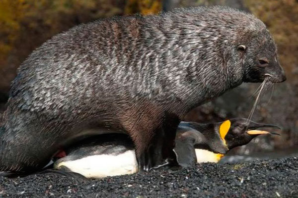 Focas estupram pinguins em ilha no Atlântico Sul