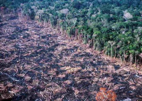 Desmatamento na Amazônia sobe 35% em um ano