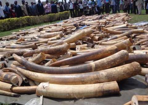 "Tolerância zero" contra comércio ilegal de animais