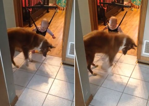 Cãozinho ensina bebê como brincar 