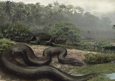 Pesquisadores descobrem cobra capaz de comer um crocodilo inteiro 