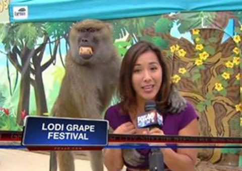 Babuíno apalpa seio de repórter durante link ao vivo; assista