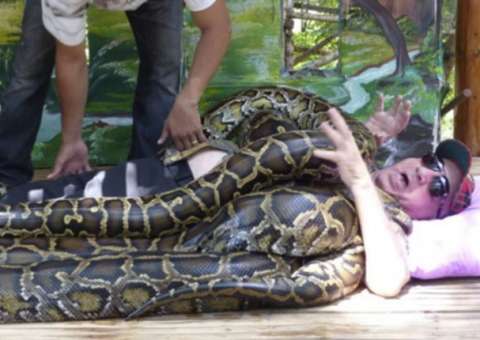 Homem trata lesão no braço com massagem feita por quatro Pítons