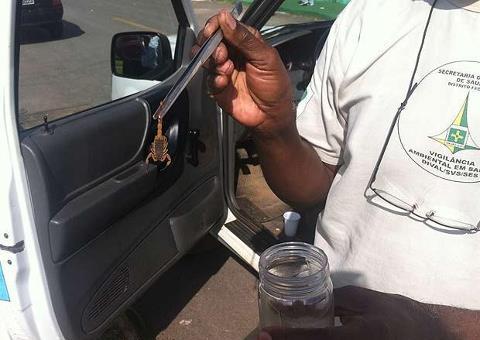 Escorpião mata criança de um ano em creche