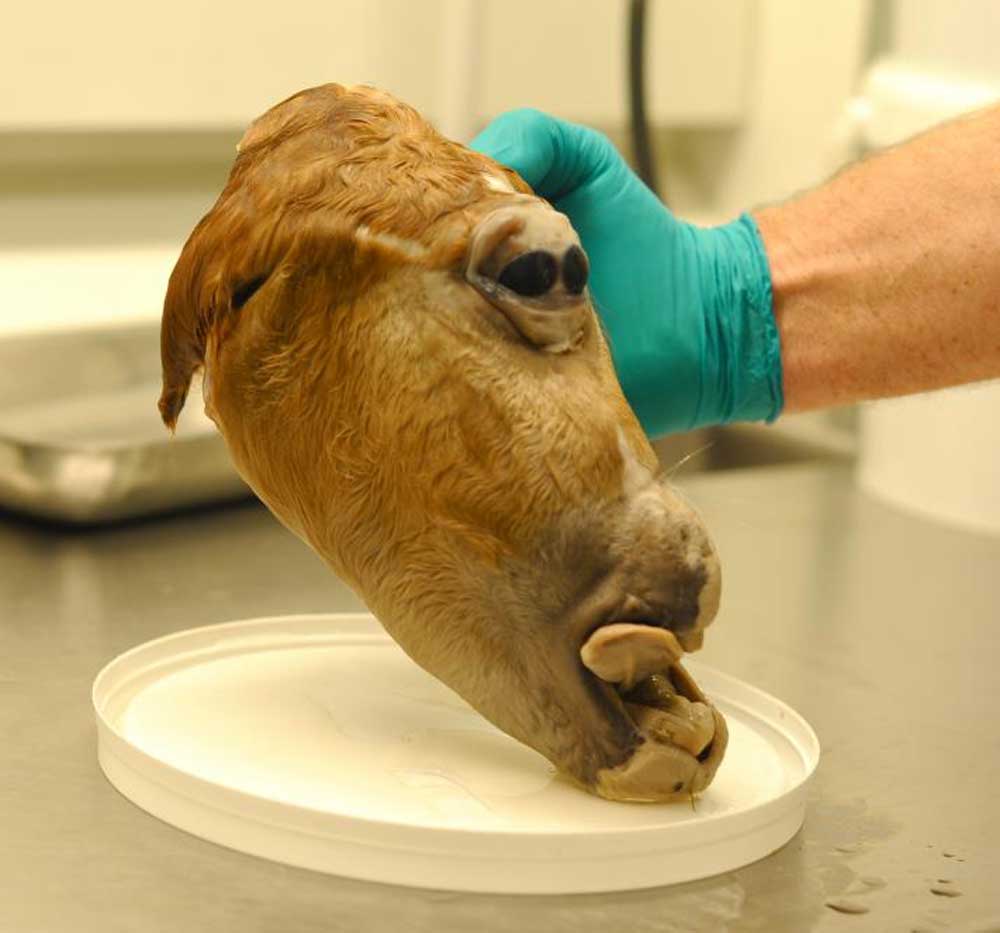 Cavalo nasce com olhos no meio da testa na Dinamarca