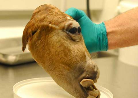 Cavalo nasce com olhos no meio da testa na Dinamarca