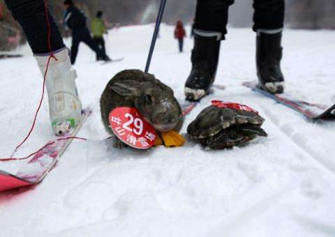 Tartaruga vence coelho em corrida de esqui na China