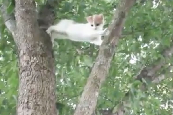 Gata resgata filhote preso em árvore