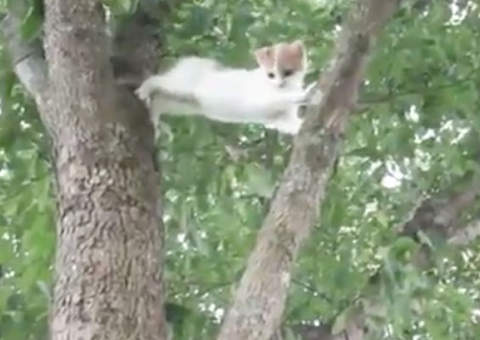 Gata resgata filhote preso em árvore