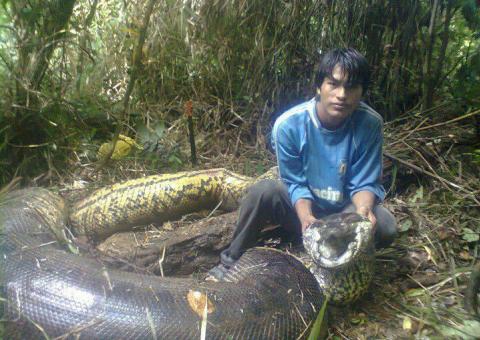 Foto de anaconda capturada circula nas redes sociais